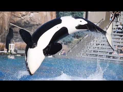 Orca Encounter (Full Show) - SeaWorld San Diego - June 13, 2024