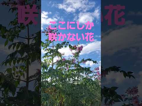 ここにしか咲かない花(コブクロ)から北風に負けない満開の皇帝ダリア #music #song #コブクロ #flowers #osaka #ダリア #ここにしか咲かない花 #皇帝ダリア