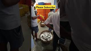 Ilish mach diamond harbour #ilish #hilsa #fishing #ilishmach #fishcutting #fishmarket #fishingvideo