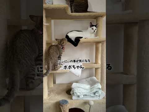 にいにいの真似をしたいポポちゃん。#保護猫