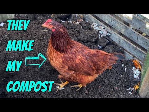 Composting With Chickens: Turning Waste Into Garden Gold