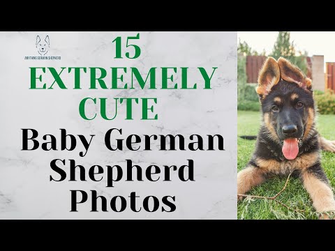 15 EXTREMELY CUTE Baby German Shepherd Photos