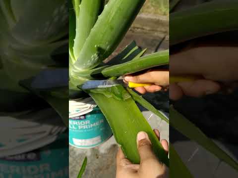 The magic of aloe vera #shorts  #gardening #ideas