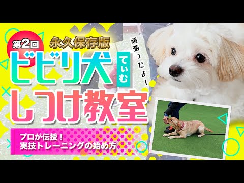 【第二回/しつけ教室】2020年永久保存版！ゼロから学ぶ犬のしつけ～ビビリ犬てぃむの成長に感動～【＃048】Small dog growth diary