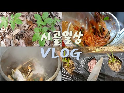 귀농 귀촌 브이로그 시골일상 : 옥수수 비료주기 (ft. 비빔국수, 삼계탕) VLOG, country life, samgyetang