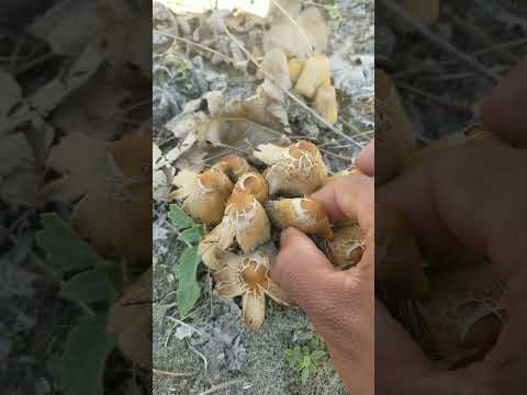 mushroom amazing video #animals #plants #