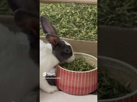 TUNAI Best Rabbit Food  #rabbitfood #grass ##petfood #rabbitfood #PilluAlfalfahay #rabbitfarming