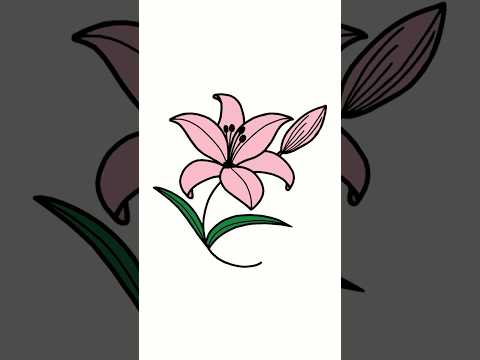 How to Draw a Beautiful Lily Flower – Step-by-Step Tutorial 🌸✨