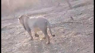 13 January 2025(5) Asiatic lions walk in Gir national park Gujarat