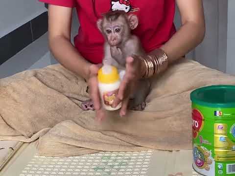 Small Baby Boy Siting Watching Mom mix Milk To Drink