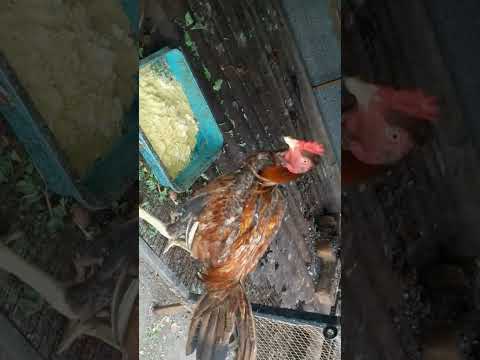 Rooster Favourite Food #Viral #Shorts