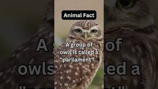 A group of owls is called a "parliament"...