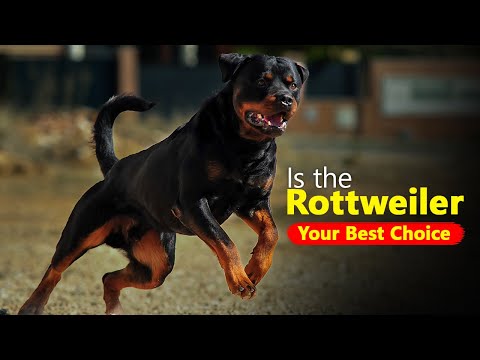 Is the Rottweiler Your Best Choice?