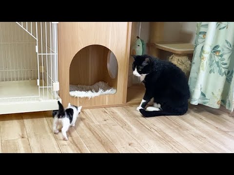 気難しい先住猫に近づく赤ちゃん猫