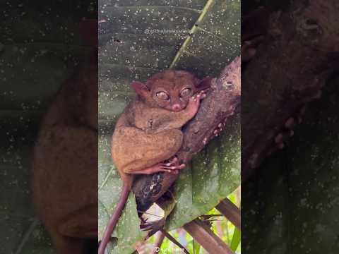 Philippine Tarsier | One of the World's Smallest Primates