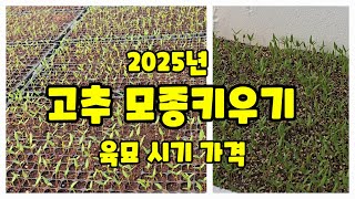 고추 육묘 2025 괴산 청결고추 재배 시작은 육묘 부터 한국농약백화점 모종 하우스 터널재배 하우스용 풀뿌리농장 [고추재배방법]