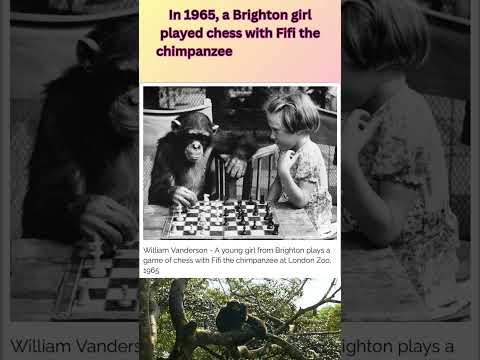 A Young Girl vs. a Chimpanzee in Chess? London Zoo, 1965! 🐵♟️#London #chimpanzee #chess #uk #india