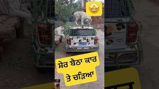 ਸ਼ੇਰ ਬੈਠਾ ਕਾਰ ਤੇ ਚੜਿਆ #maanbrar #chinazoo #indiazoo #lion #jungle #jungkebook #viral #facts #carcare