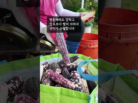 주말텃밭농사? 옥수수를 심으세요 / corn farming #shorts