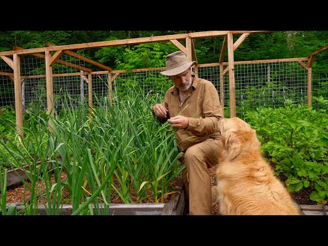 Wood Chip Failure in my Vegetable Garden