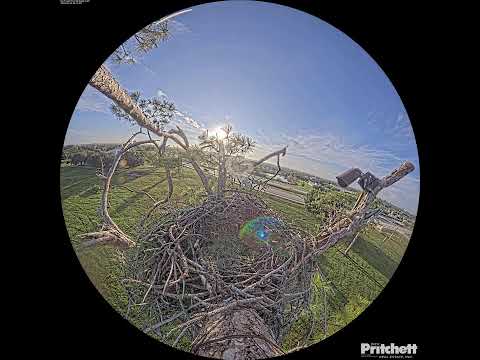 Southwest Florida Eagle Cam - Cam 360