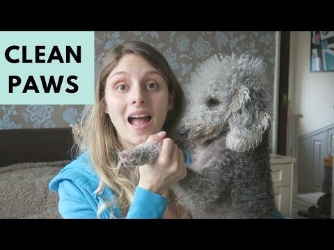 HOW TO CLEAN A DOGS PAWS AFTER A WALK