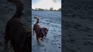 My dogs favorite beach day activities! #goldenretriever #beach #dogdad