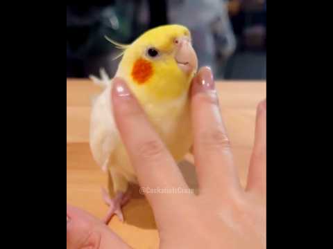 Cute Peekaboo Playtime #cutepets #cockatielscraze #birdscharm