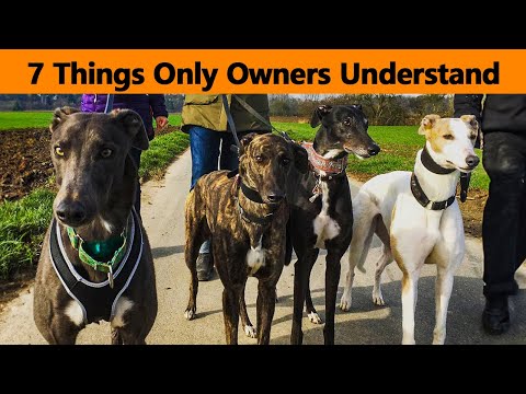 7 Things Only Greyhound Dog Owners Understand