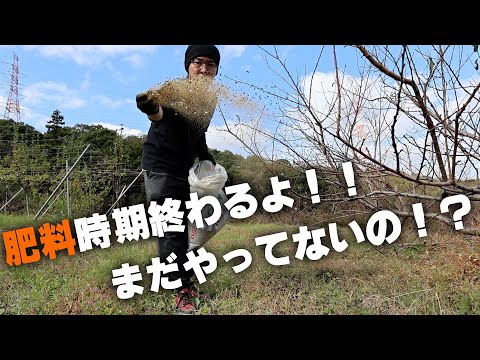 肥料の基礎と植物生理講座【まとめ】ｳﾒ,ﾓﾓ,ﾌﾞﾙｰﾍﾞﾘｰ,ﾐｶﾝ,ﾌﾞﾄﾞｳ,ｲﾁｼﾞｸ,ｷｳｲ,ｽﾓﾓ,ﾘﾝｺﾞ,ﾅｼ,,ｱﾝｽﾞ他