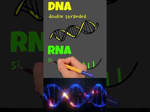 DNA vs RNA | 3 Main Differences