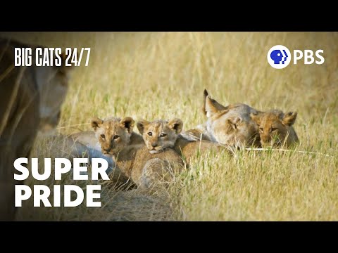 Super Pride! The Xudum Pride Becomes One of the Largest In the World | Big Cats 24/7 | PBS