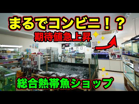 驚きの広さと店内‼️熱帯魚ショップニトマル　大公開　熊本九州が熱い！小型のテトラからアジアアロワナや特殊個体まで！ディスカス　メダカ　金魚も！