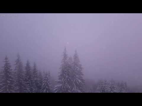 Light Snow Storm with Relaxing Sounds of Wind and Snow Falling Over the Forest - 4K Video - 10 Hours