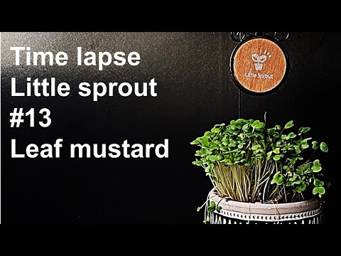 Growing Leaf mustard Sprouts｜겨자싹 키우기 [Time lapse｜Little sprout #13] マスタード, からし菜