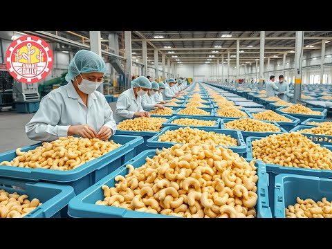 The Mind Blowing Truth About How Cashews MILLIONS of tons of Cashew are Grown & Harvested