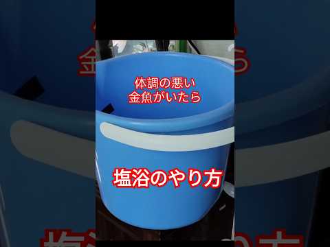 [金魚]　塩浴のやり方　教えますよ😝　良く見て…体調が悪い金魚　塩入れるだけ…