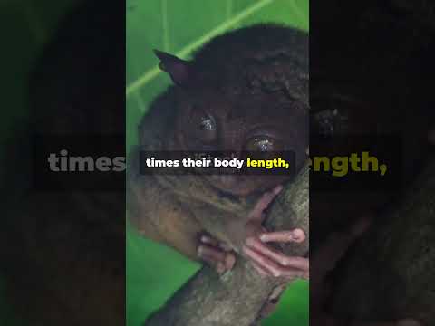 Mind Blowing Tarsier Facts #animaladventures #facts #seaanimals #arcticanimal #animals #marinemammal