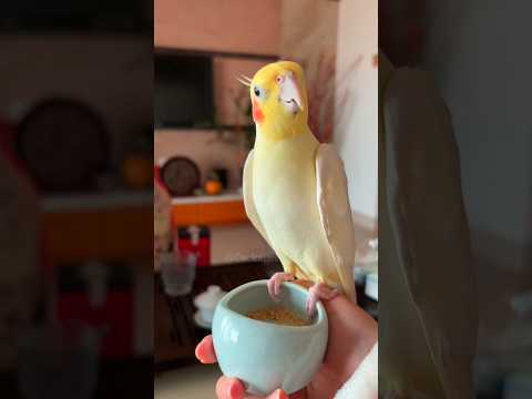 This singer is super cute, right? 🥰🦜 #cockatielscraze #birdscharm #cockatiel