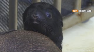 母親に甘えながら…オットセイの赤ちゃんが元気に育つ　三重・鳥羽水族館