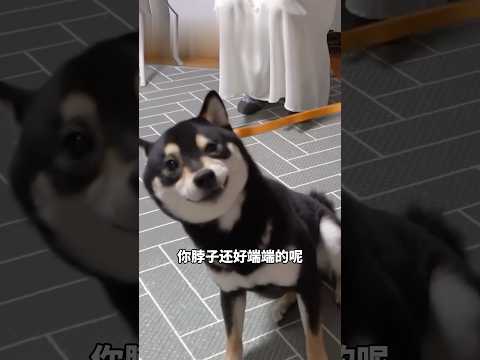 訓犬師“以毒攻毒”，靠發瘋壓製住柴犬，神操作直接嚇呆主人#shorts