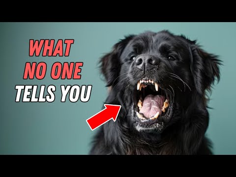 Why you're NEVER ready to own a Newfoundland dog