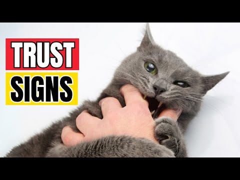 4 Simple Tests to See If Your Cat Trusts You