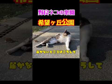 野良ネコの毛づくろい。#shorts #猫 #cat