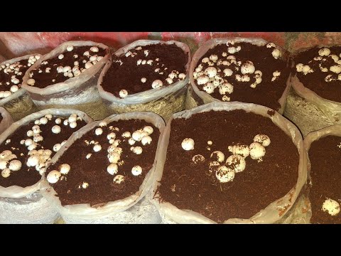 Button mushroom farming in India 50bags mushroom farming