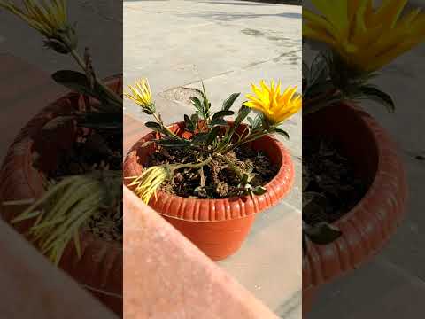 Time lapse of flower opening #ideaingarden #gardendesign #viralvideo