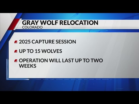 CPW begins gray wolf capture operations in British Columbia