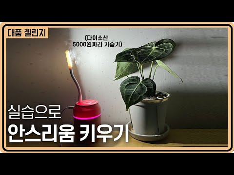 안스리움 그냥 방 안에서 키우는게 가능할까? 안스리움 실습 케어 2개월 후!ㅣ대품첼린지 4화, 안스리움 중간점검