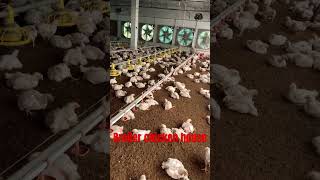 Broiler chicken house|ec poultry farm|poultry farm business#shorts#farming#karanpoultryfarm#viral