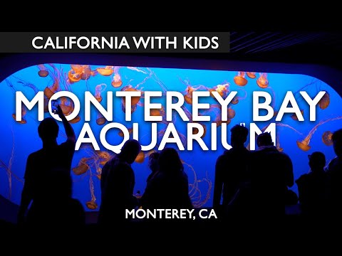 Monterey Bay Aquarium Review With Kids